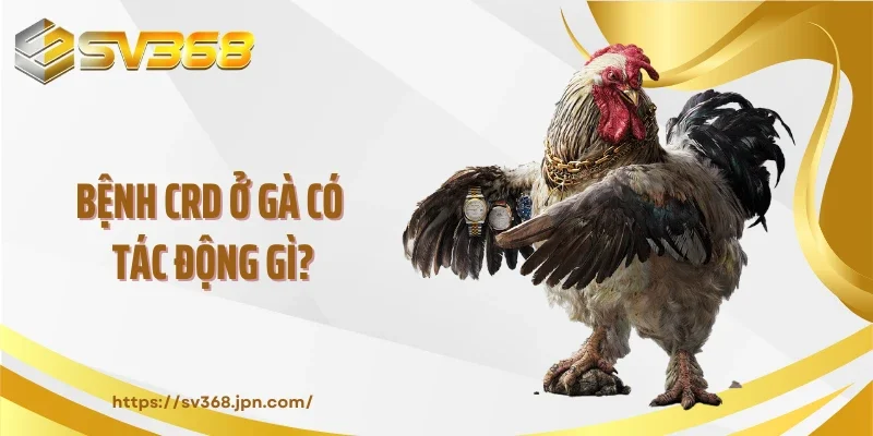 Bệnh CRD ở gà có tác động gì?