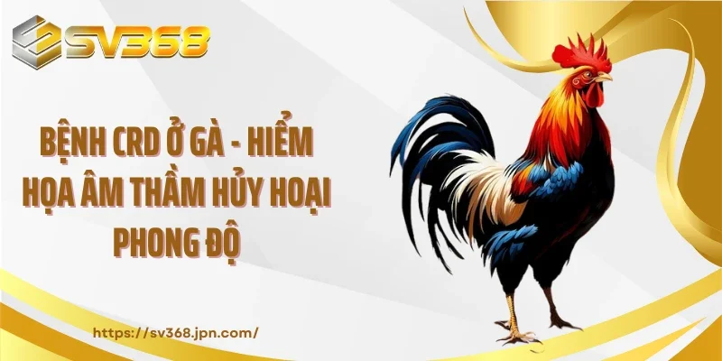 Bệnh CRD Ở Gà - Hiểm Họa Âm Thầm Hủy Hoại Phong Độ