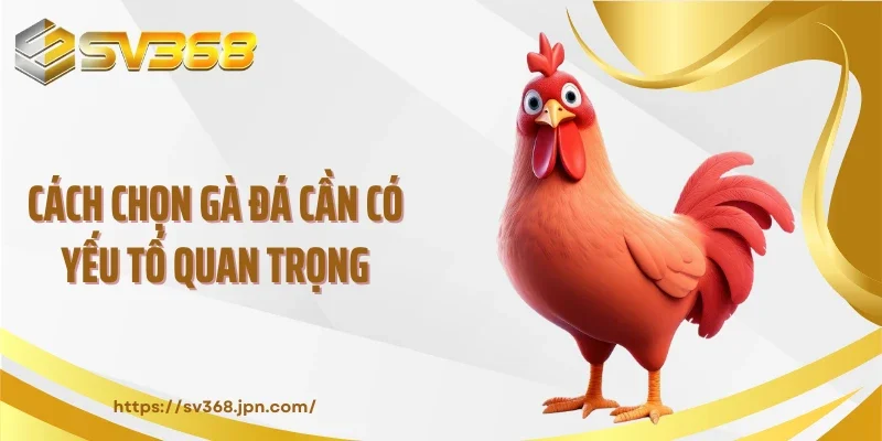 Cách chọn gà đá cần có yếu tố quan trọng