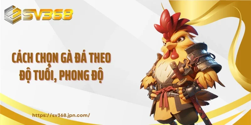 Cách chọn gà đá theo độ tuổi, phong độ