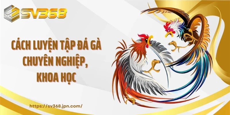 Cách luyện tập đá gà chuyên nghiệp, khoa học