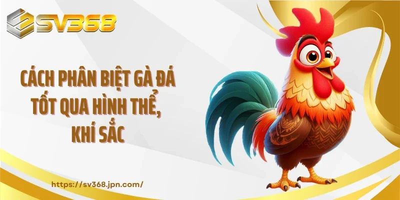 Cách phân biệt gà đá tốt qua hình thể, khí sắc