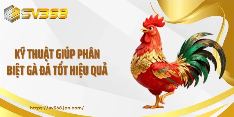 Kỹ thuật giúp phân biệt gà đá tốt hiệu quả