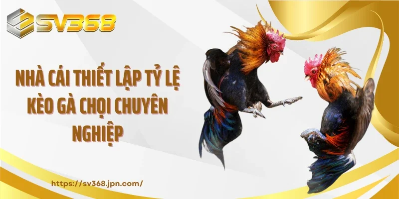 Nhà cái thiết lập tỷ lệ kèo gà chọi chuyên nghiệp