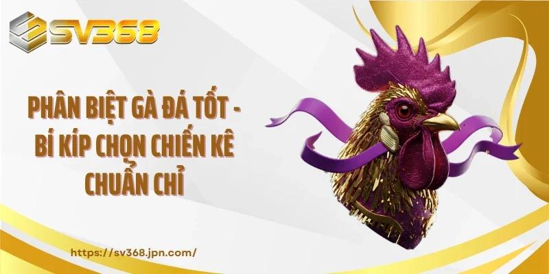 Phân Biệt Gà Đá Tốt - Bí Kíp Chọn Chiến Kê Chuẩn Chỉ
