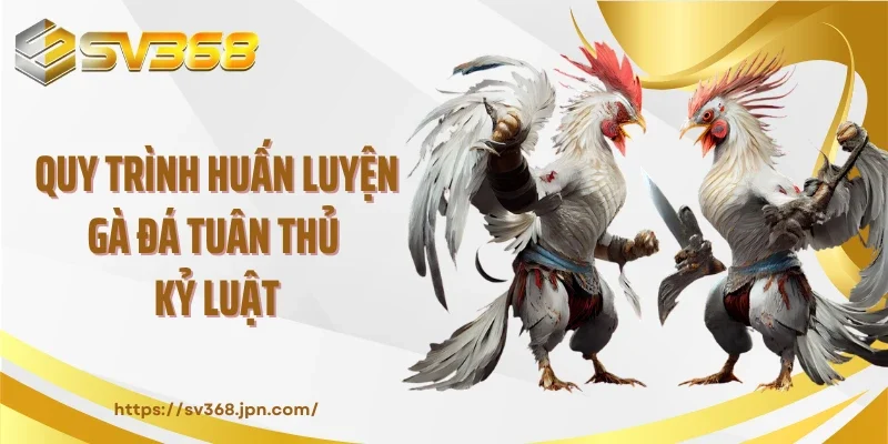 Quy trình huấn luyện gà đá tuân thủ kỷ luật