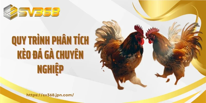 Quy trình phân tích kèo đá gà chuyên nghiệp